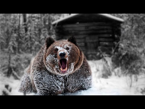 Видео: 💥/Жуть / Медведь шатун пришел в избушку к охотнику / Таежный случай/