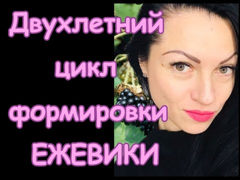 Видео: Двухлетний цикл формировки ежевики или......как обхитрить жадное растение))))
