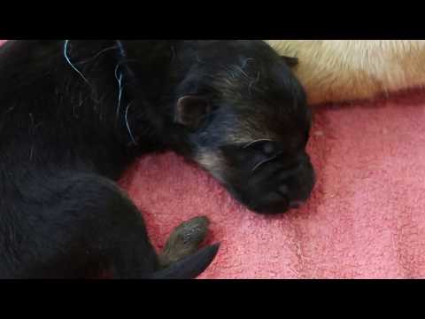 Видео: 2 ДЕНЬ ПОСЛЕ ЩЕНЕНИЯ#немецкаяовчарка#родынемецкойовчарки   - Берта, щенки, молоко, коктейль...