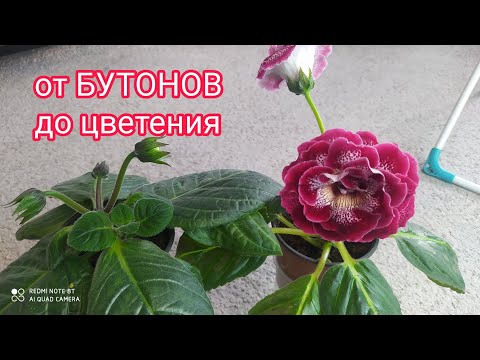 Видео: СКОЛЬКО ВРЕМЕНИ ДЕРЖИТСЯ БУТОН ГЛОКСИНИИ.ВИДИО ПО ДНЯМ.