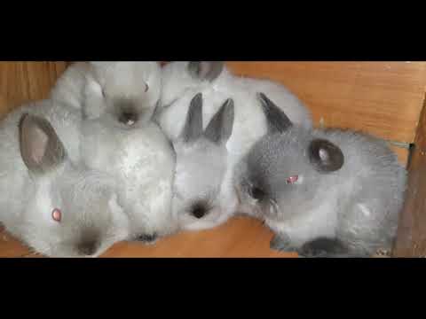 Видео: Калифорнийский Шиншилл,или Советский Калифорниец??? Урааа 500 подписчиков👏👏👏👍👍👍