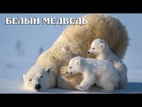 Видео: Белый медведь: Крупнейший наземный хищник | Интересные факты про полярного медведя