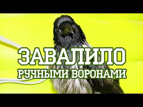 Видео: Серые вороны, лишившиеся хозяев