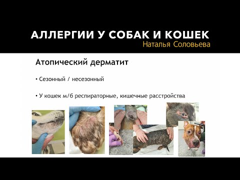 Видео: Аллергии у собак и кошек