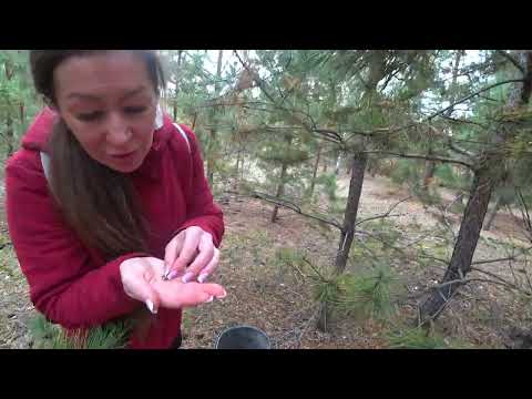 Видео: Грибалка 12 10 25