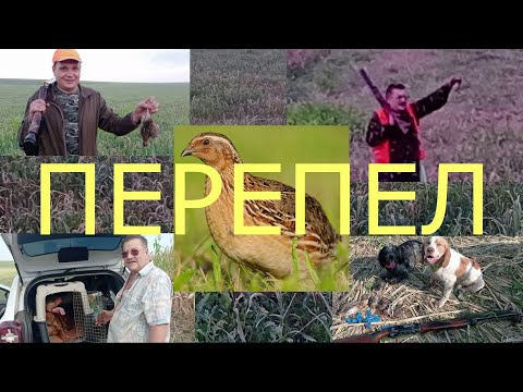 Видео: 3 выход - перепел , открытие новой охоты