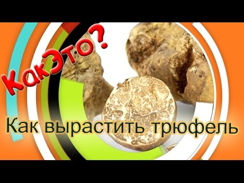 Видео: Как вырастить гриб трюфель?