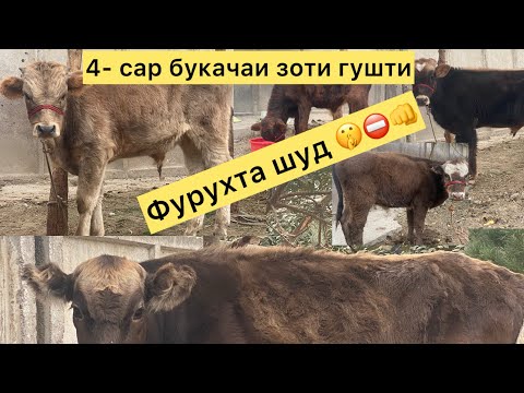 Видео: Акцияи калон дустон дер намонед 