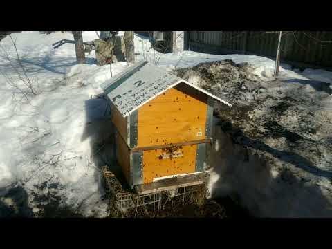 Видео: ОБЛЁТ В ТОЛЬСКОМ МАЙДАНЕ