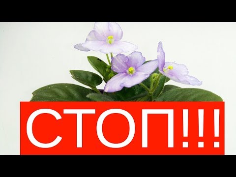 Видео: Такой полив УНИЧТОЖИТ ВАШИ ФИАЛКИ! Главная ошибка!