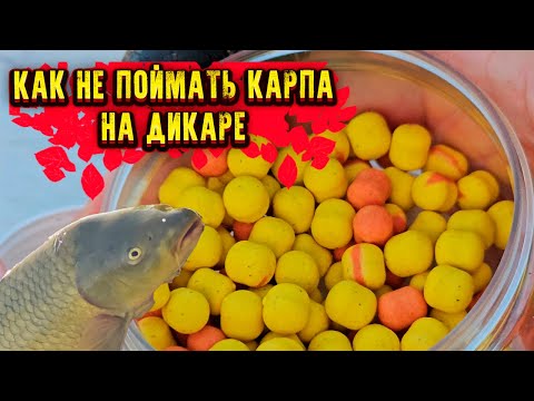 Видео: КАК не поймать КАРПА на дикаре