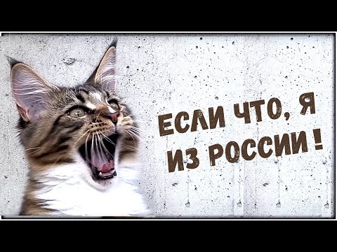Видео: В Австрии каждый пятый иностранец. Откуда?!