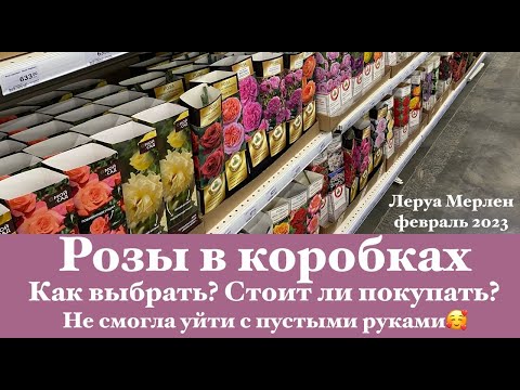Видео: Розы в коробках: прогулка в Леруа/Как выбрать саженец/Стоит ли их покупать? РнД в Леруа в «Меге»🤗