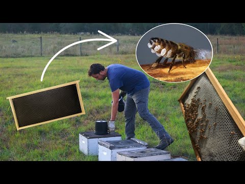 Видео: Ферма Singles растет