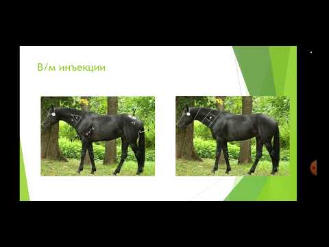 Видео: Как распознать, что лошади плохо? Ветеринар Мария Моисеева.