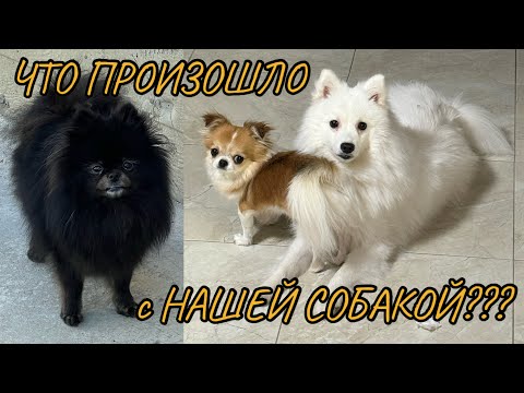 Видео: ВЛОГ/Чучи УБЕЖАЛА НА РАДУГУ