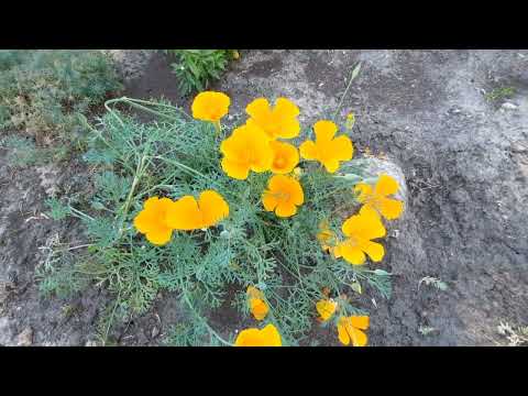 Видео: Июньские будни в деревне.