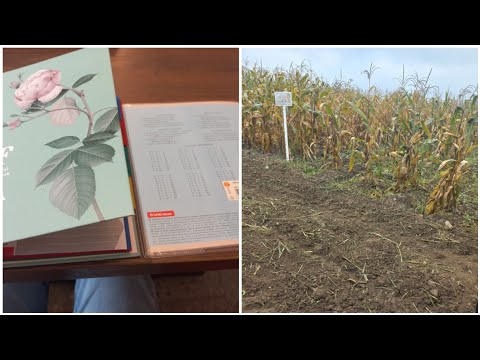 Видео: Study diaries . Будни студентки #16.  Практика и учеба в кафе 
