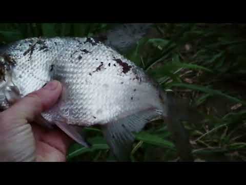 Видео: Рыбалка в Барнауле на р. Лосихе с ночевкой. Первый раз рыбачила на донку.
