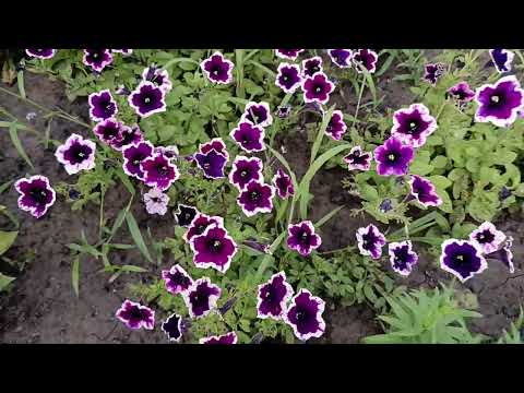 Видео: 🍓26.07.24г Как же давно я не чего не снимала, обзор дачи как есть))))🍓
