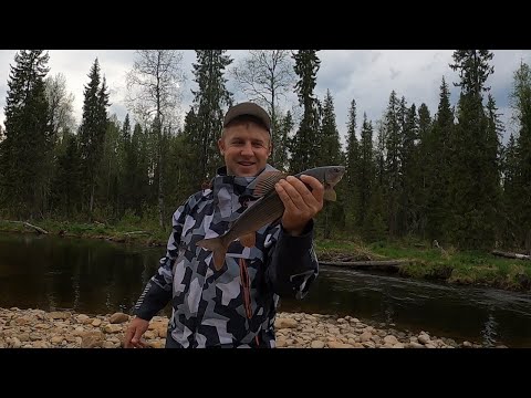 Видео: Ловля хариуса! Рыбалка в Уральских горах! Секретные мухи!  140 км на лодке Solar 520 Jet strela