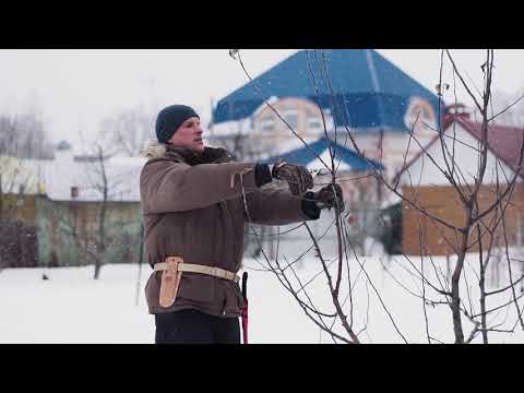 Видео: Разреженно-ярусная крона (обрезка деревьев)