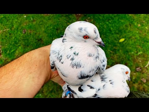 Видео: Месяц Воли не Видали! Полетят ли? Первые Атаки Ястреба! Бакинские голуби