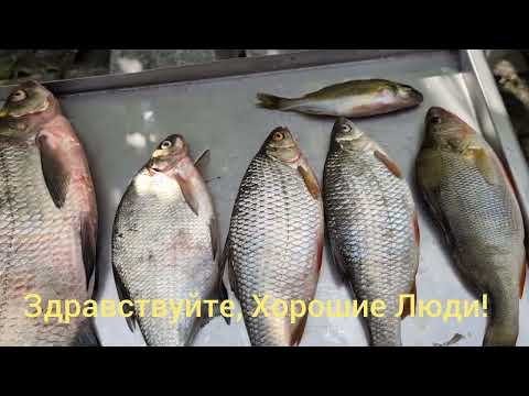 Видео: ЖАРЕННАЯ РЫБА НА НЕМЕЦКИЙ ЛАД! / 1742