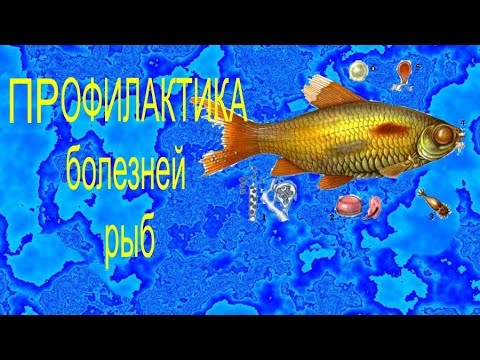 Видео: Профилактика болезней рыб