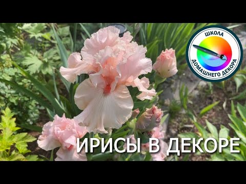 Видео: Ирисы в декоре: 3 варианта
