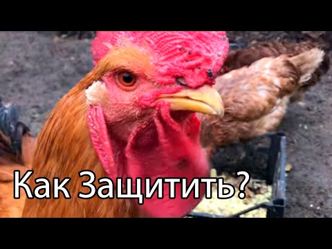 Видео: Коршун в курятнике.Как защитить кур от коршуна!