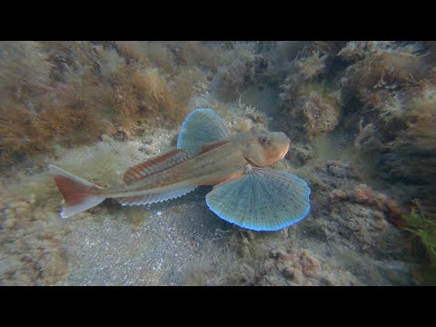 Видео: Подводный мир Черного 2 моря