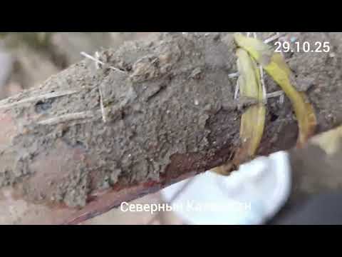 Видео: Использование строительной сетки при лечении стволов и дупел деревьев.28-31.10.25.Сев.Каз.