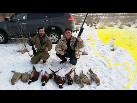 Видео: Қырғауыл аң аулау, Охота на фазана, Pheasant hunt  191228 Hatsan escort xtreme