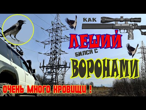 Видео: Как Леший 2 с Вороньем воевал.  Охота на Ворону.  Crow Hunting 2022. Кроухантинг. Jack Hunter.