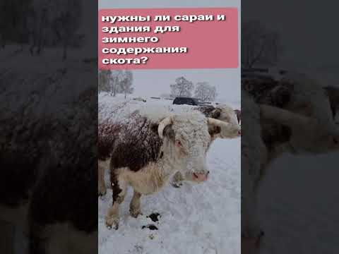 Видео: Посмотри это видео, прежде чем строить сарай для скота!