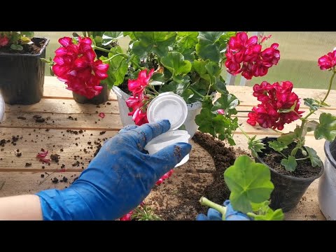 Видео: Июль.Чем заняться цветоводу...