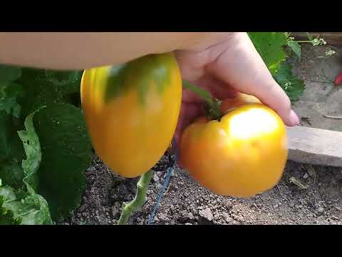 Видео: ОДИН ТОМАТНИЙ ДЕНЬ .....