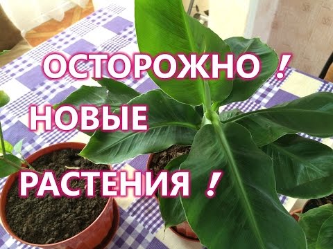 Видео: БАНАН . ЭКЗОТИКА ДОМА . УХОД И ВЫРАЩИВАНИЕ .