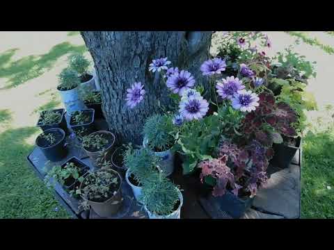 Видео: Сад в который хочеться вернуться