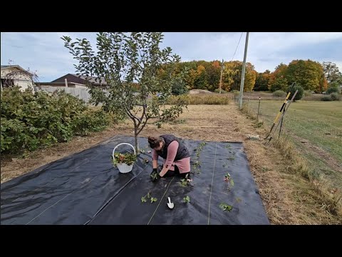 Видео: САЖАЮ КЛУБНИКУ В ОКТЯБРЕ!!! ПРОПАЛ НАШ ЛЮБИМЫЙ МУРУЛЯ .