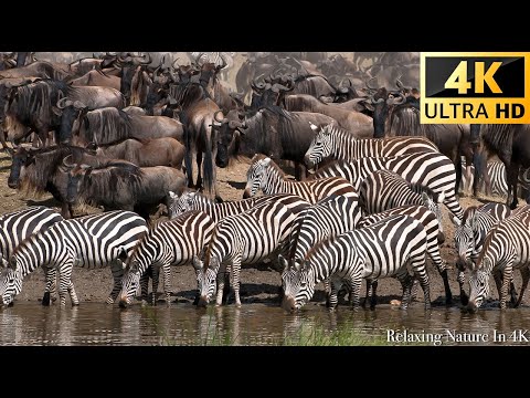 Видео: 4K Африканская дикая природа - Великая миграция из Серенгети в Масаи Мара, Кения - часть 2
