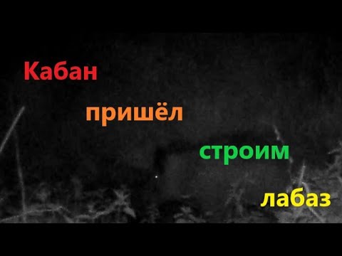 Видео: Кабан пришёл, строим лабаз. Подготовка к охоте на кабана.