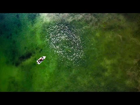 Видео: Больше всего рыбы, что я когда-либо видел! Частная гавань, Новая Зеландия