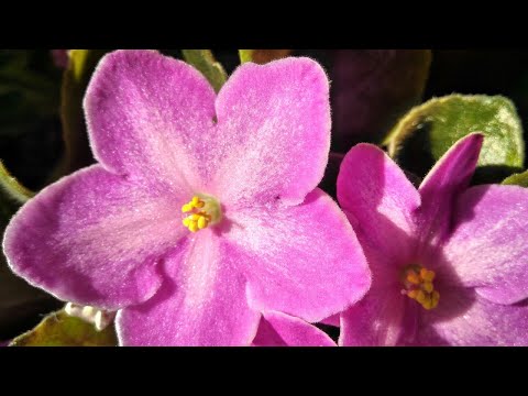 Видео: Как укоренить лист фиалки.