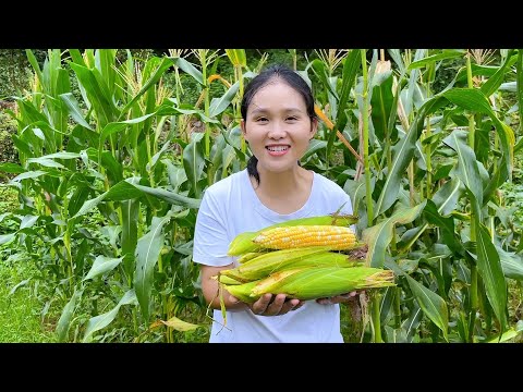 Видео: Кукурузу снова можно есть, кукурузу едят как рис, Юйк ест самое вкусное