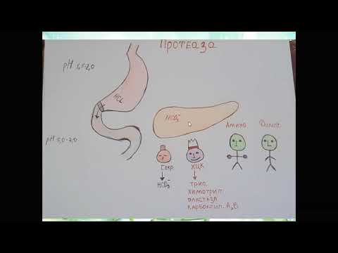 Видео: Аминқышқылдары