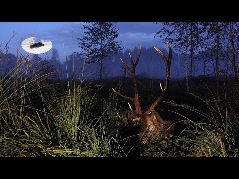 Видео: Грандиозная охота на оленя в период гона в сентябре — потрясающая вылазка и великолепный олень!