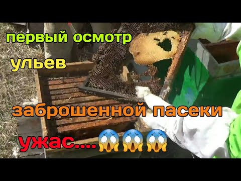 Видео: Осмотр ульев заброшенной Пасеки,,,Нашли заброшеную Пасеку(Часть 2)