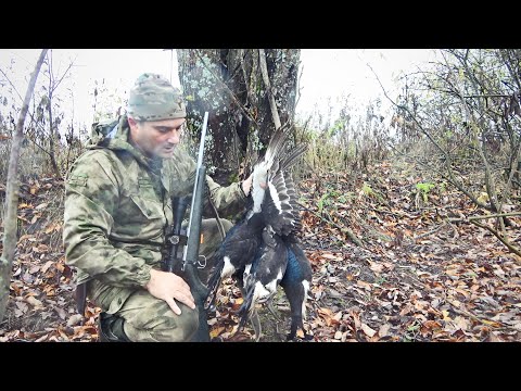 Видео: СТОЛЬКО ТЕТЕРЕВА Я ЕЩЕ НЕ ВИДЕЛ. ОХОТА СРЕДИ СТАЙ ПТИЦ С МЕЛКАШКОЙ.